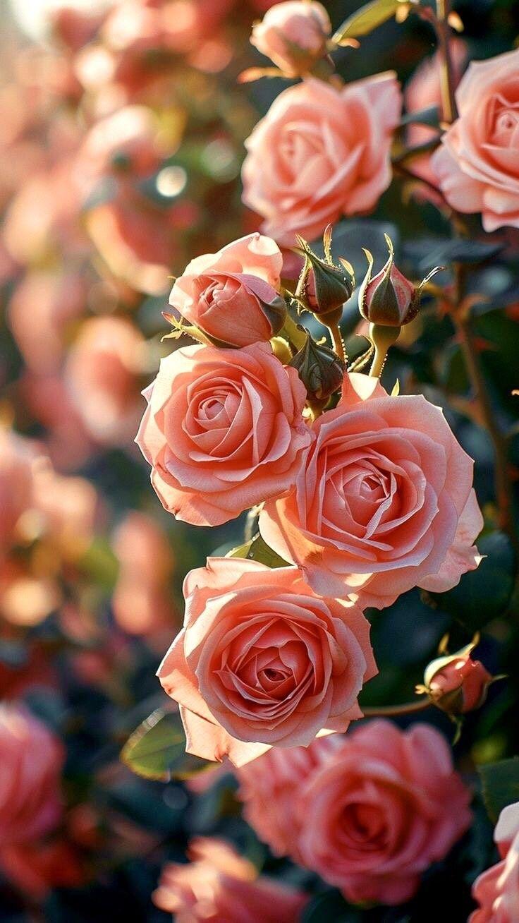 Eternal Spring Vibrant Array